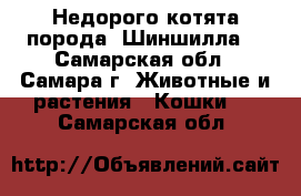 Недорого котята порода “Шиншилла“ - Самарская обл., Самара г. Животные и растения » Кошки   . Самарская обл.